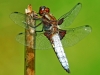 Broad Bodied Chaser