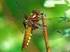 Broad Bodied Chaser