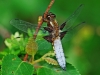 Broad Bodied Chaser