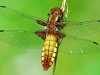 Broad Bodied Chaser