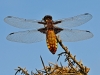 Broad Bodied Chaser