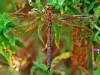 Brown Hawker