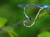 Common Blue Damselflies