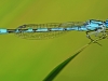 Common Blue Damselfly