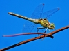 Common Darter