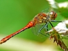 Common Darter