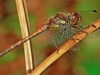 Common Darter