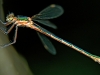 Emerald Damselfly