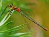 Emerald Damselfly