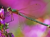 Emerald Damselfly