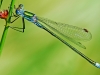 Emerald Damselfly