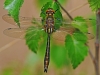 Emerald Dragonfly