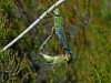 Emperor Dragonflies