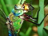 Emperor Dragonfly
