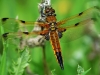 Four Spotted Chaser