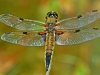 Four Spotted Chaser