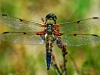 Four Spotted Chaser