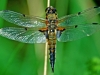 Four Spotted Chaser