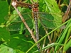 Hairy Dragonfly