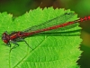Large Red Damselfly