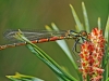 Large Red Damselfly
