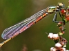 Large Red Damselfly