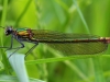 Beautiful Demoiselle