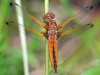 Scarce Chaser (female)