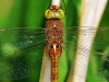 Norfolk Hawker