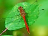 Ruddy Darter