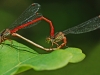 Small Red Damselflies