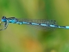 Southern Damselfly