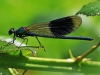 Banded Demoiselle