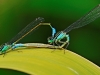 Blue Tailed Damselflies