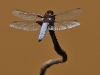 Broad Bodied Chaser