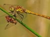 Common Darter