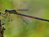 Emerald Damselfly