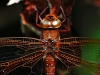 Brown Hawker.