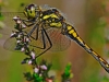 Common Darter.