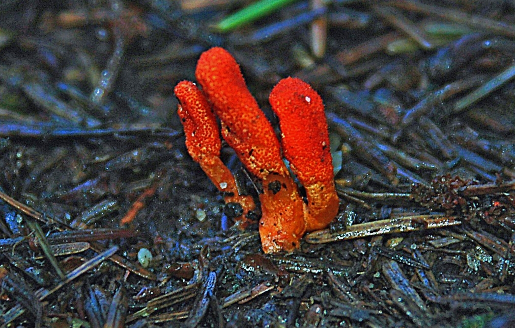 Scarlet Caterpillar Fungus
