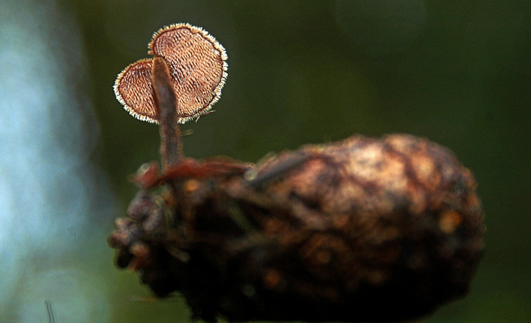 Earpick Fungus