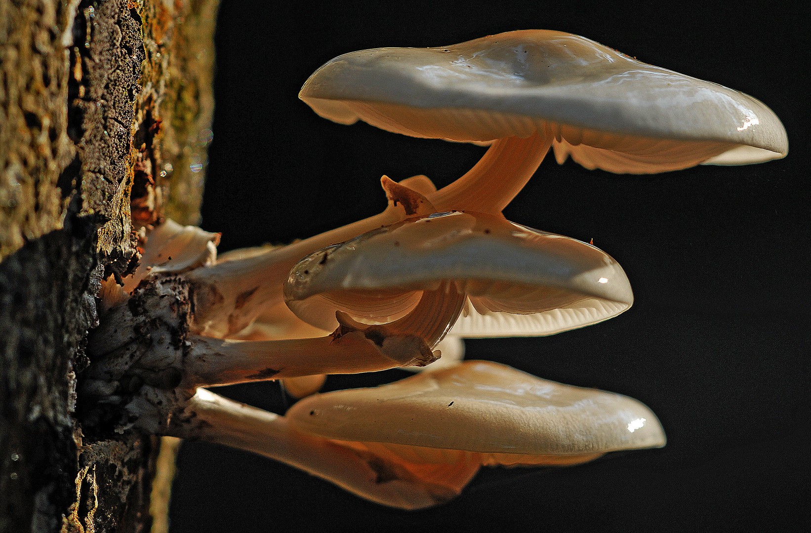 Porcelain Fungus or Slimy Beech Caps