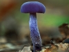 Amethyst Deceiver