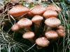 Honey Fungus