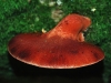 Beefsteak Fungus