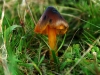 Blackening Waxcap