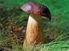 Bay Bolete