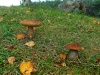 Brown Birch Bolete's