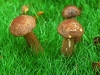 Brown Birch Bolete's