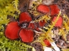 Eyelash Fungus